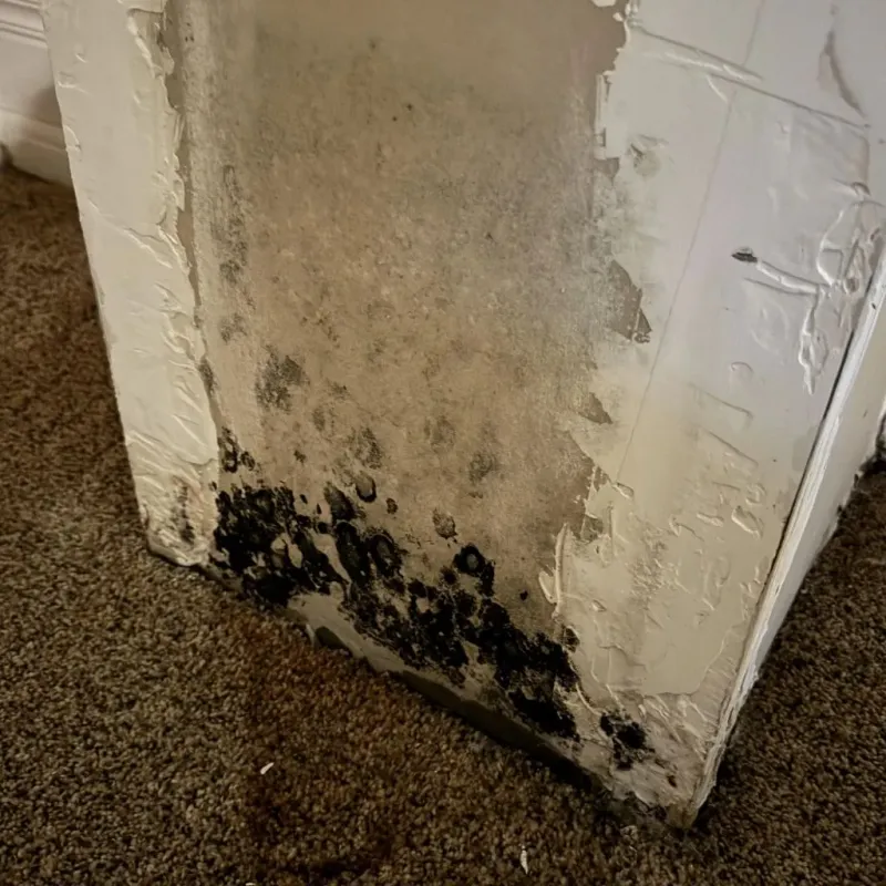 Professional Mold Removal in Double Springs, AL
